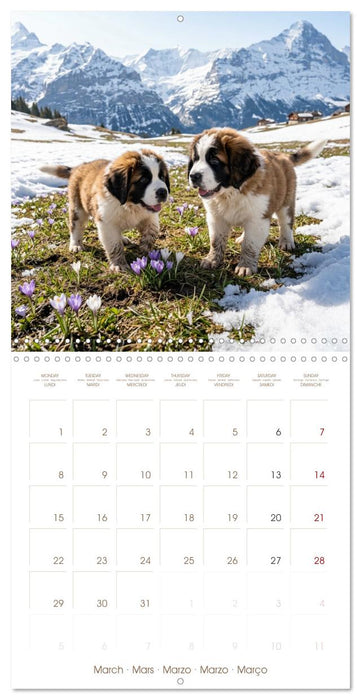 Les Saint-Bernard au cœur des Alpes suisses (CALVENDO Calendrier mensuel 2027)