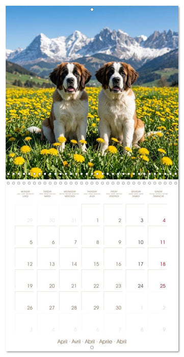 Les Saint-Bernard au cœur des Alpes suisses (CALVENDO Calendrier mensuel 2027)