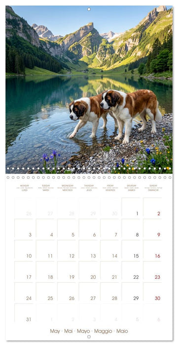 Les Saint-Bernard au cœur des Alpes suisses (CALVENDO Calendrier mensuel 2027)