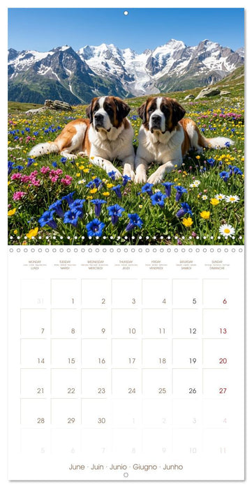 Les Saint-Bernard au cœur des Alpes suisses (CALVENDO Calendrier mensuel 2027)