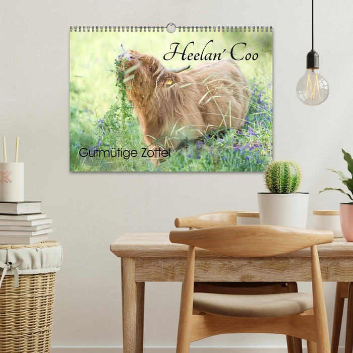 Heelan' Coo - Gutmütige Zottel (CALVENDO Wandkalender 2027)