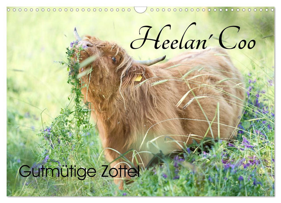 Heelan' Coo - Gutmütige Zottel (CALVENDO Wandkalender 2027)