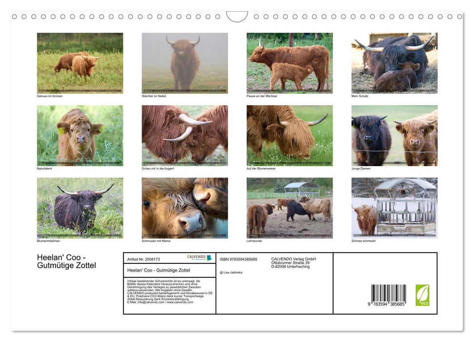 Heelan' Coo - Gutmütige Zottel (CALVENDO Wandkalender 2027)
