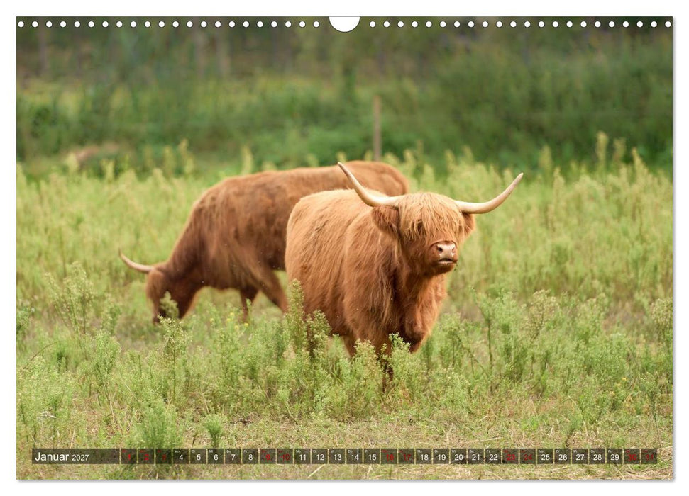 Heelan' Coo - Gutmütige Zottel (CALVENDO Wandkalender 2027)