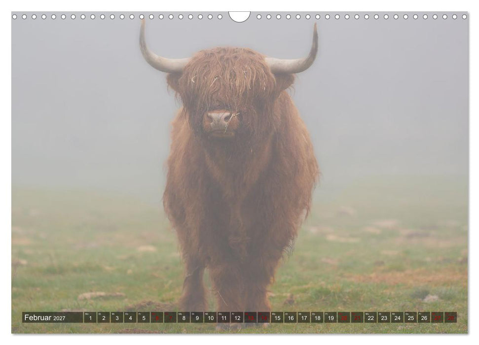 Heelan' Coo - Gutmütige Zottel (CALVENDO Wandkalender 2027)