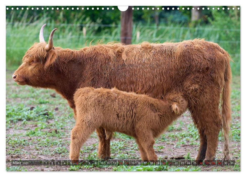 Heelan' Coo - Gutmütige Zottel (CALVENDO Wandkalender 2027)