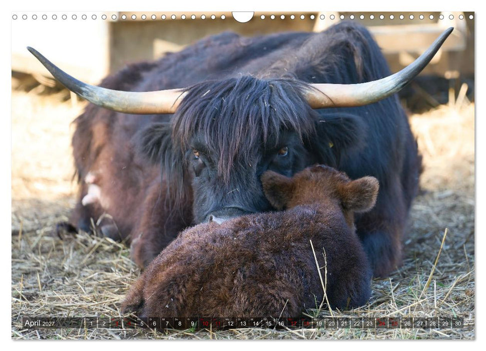 Heelan' Coo - Gutmütige Zottel (CALVENDO Wandkalender 2027)