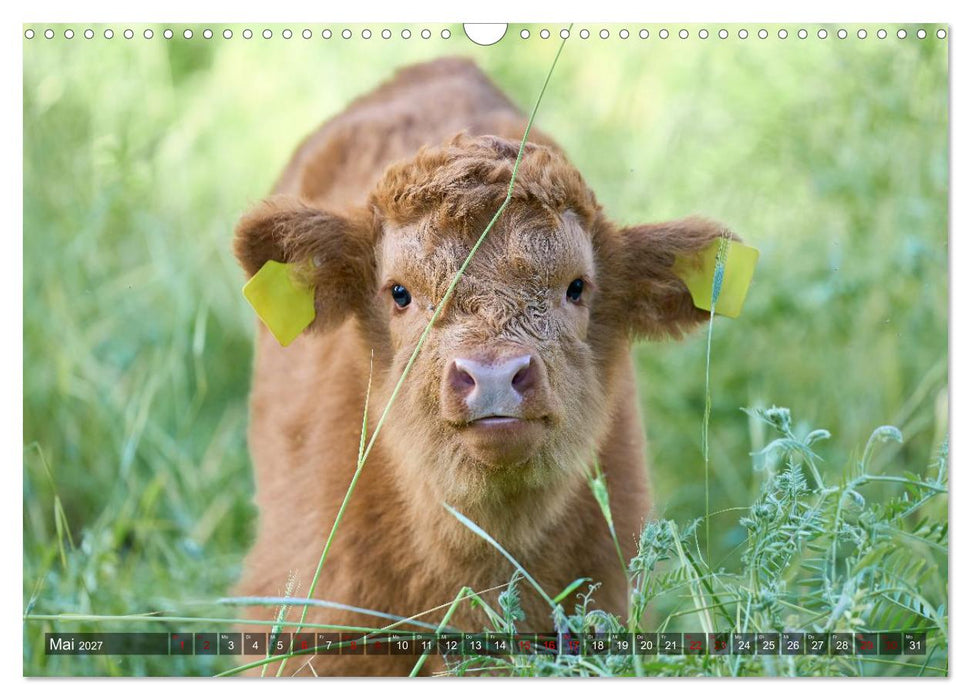 Heelan' Coo - Gutmütige Zottel (CALVENDO Wandkalender 2027)