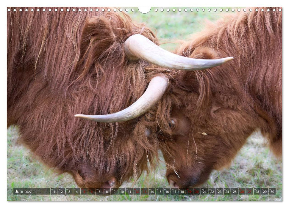 Heelan' Coo - Gutmütige Zottel (CALVENDO Wandkalender 2027)