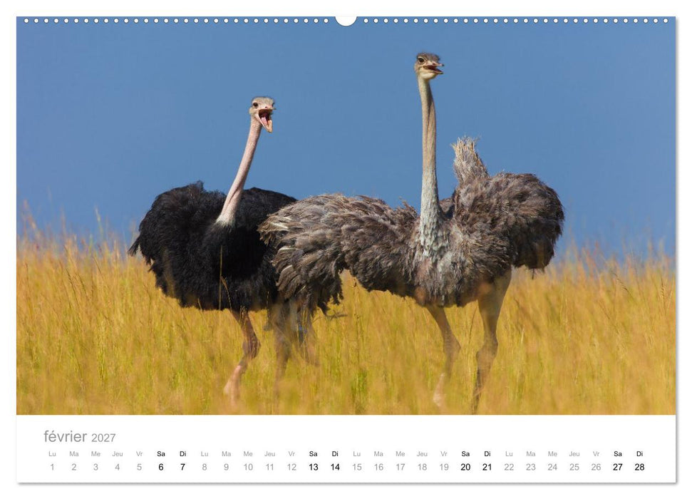 Afrique – Photographie animalière (CALVENDO Calendrier mensuel 2027)
