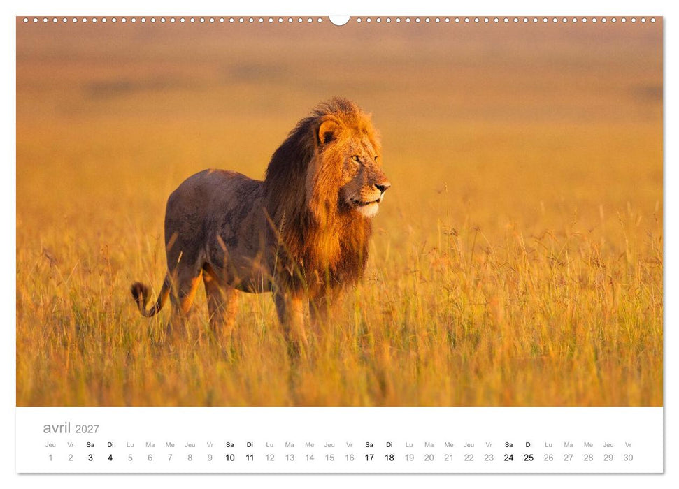 Afrique – Photographie animalière (CALVENDO Calendrier mensuel 2027)