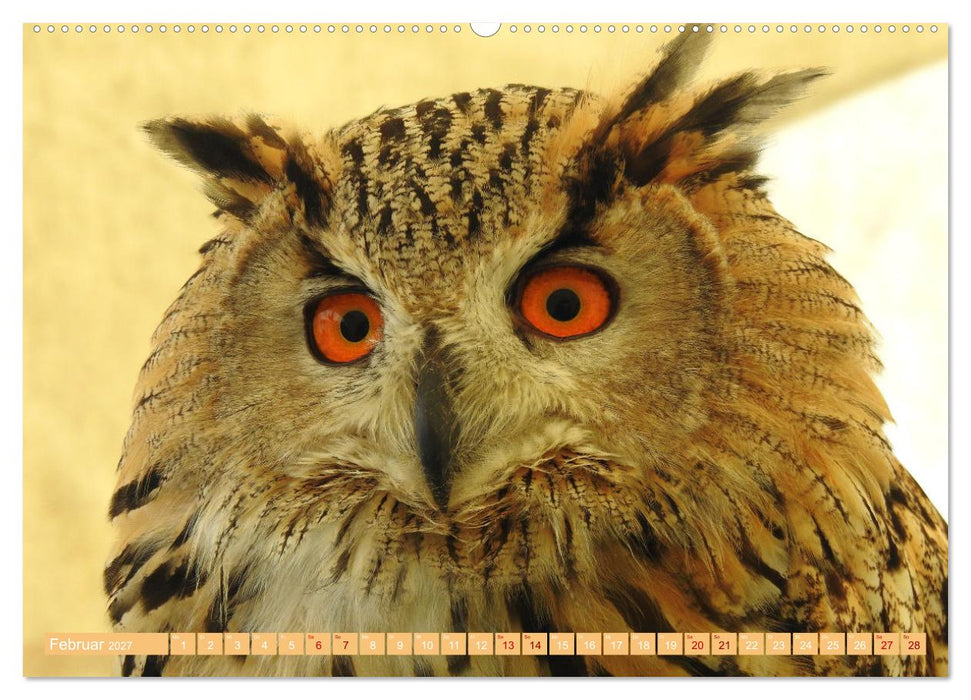 Die Stars der Falknerei (CALVENDO Wandkalender 2027)