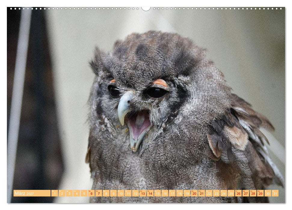 Die Stars der Falknerei (CALVENDO Wandkalender 2027)