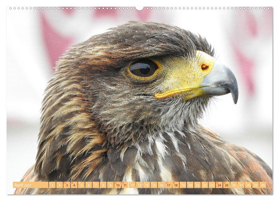 Die Stars der Falknerei (CALVENDO Wandkalender 2027)