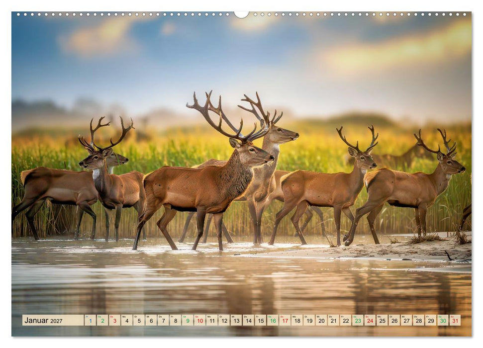 Hirsch Sichtungen (CALVENDO Wandkalender 2027)