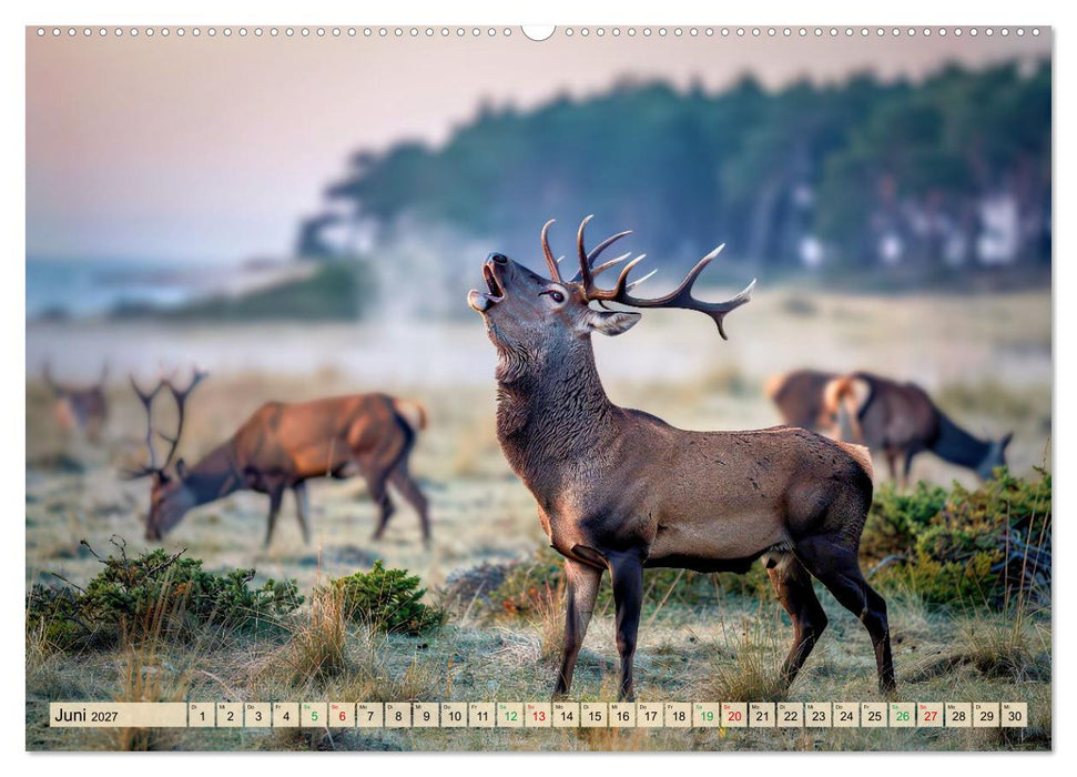 Hirsch Sichtungen (CALVENDO Wandkalender 2027)