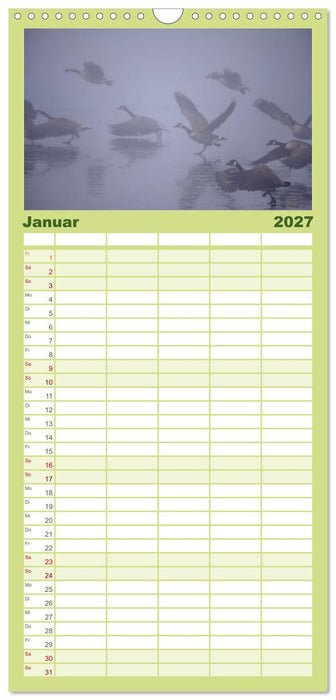 Gans schön wild (CALVENDO Familienplaner 2027)