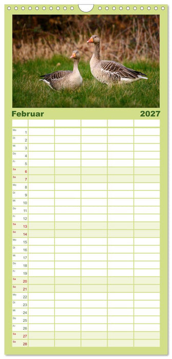Gans schön wild (CALVENDO Familienplaner 2027)