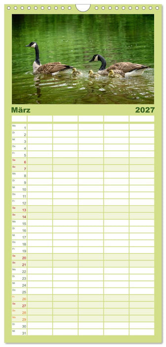 Gans schön wild (CALVENDO Familienplaner 2027)