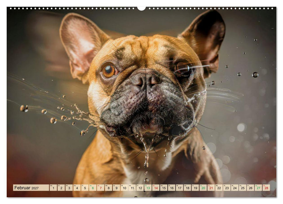 Süße Frenchies (CALVENDO Wandkalender 2027)