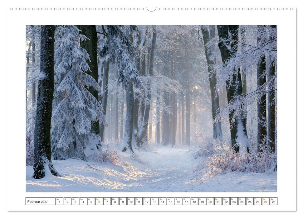 Lichterzauber im Wald (CALVENDO Premium Wandkalender 2027)