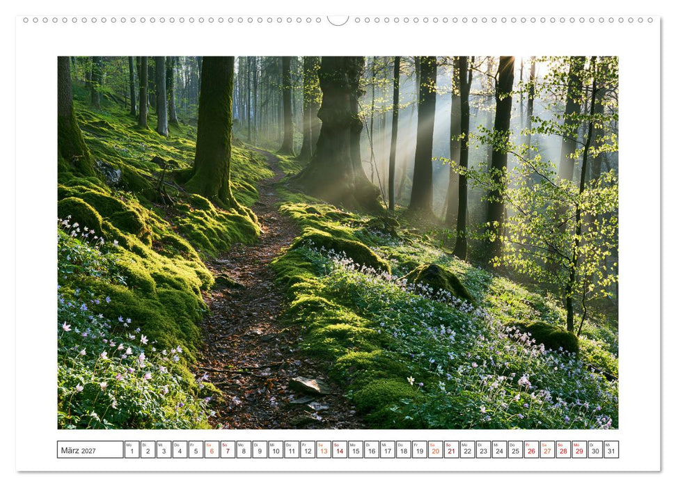 Lichterzauber im Wald (CALVENDO Premium Wandkalender 2027)