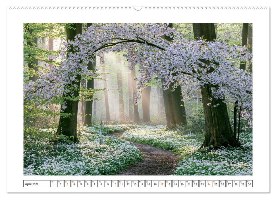 Lichterzauber im Wald (CALVENDO Premium Wandkalender 2027)