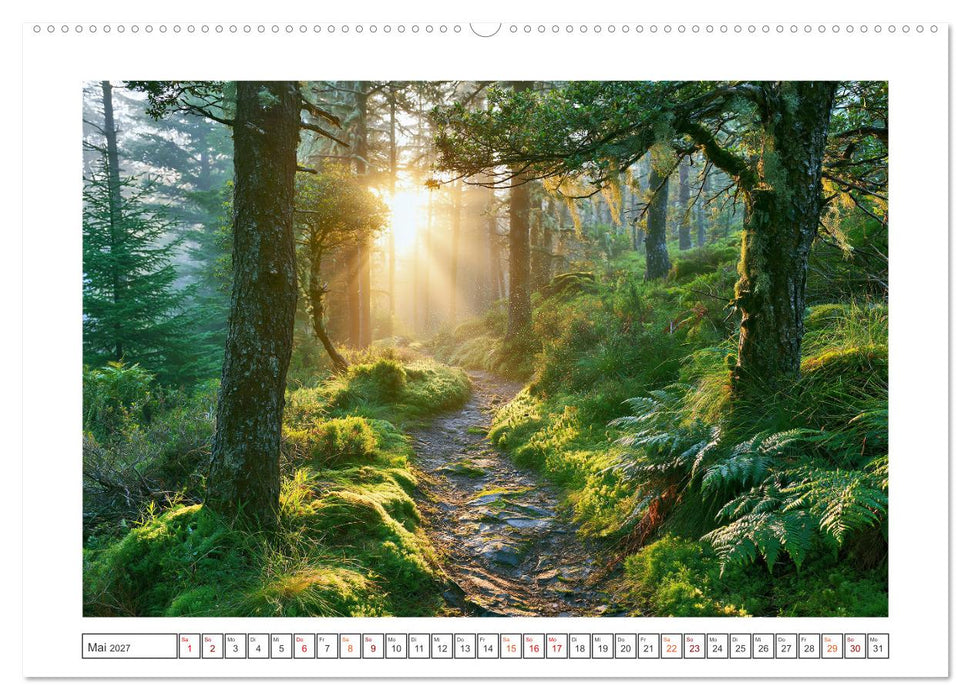 Lichterzauber im Wald (CALVENDO Premium Wandkalender 2027)
