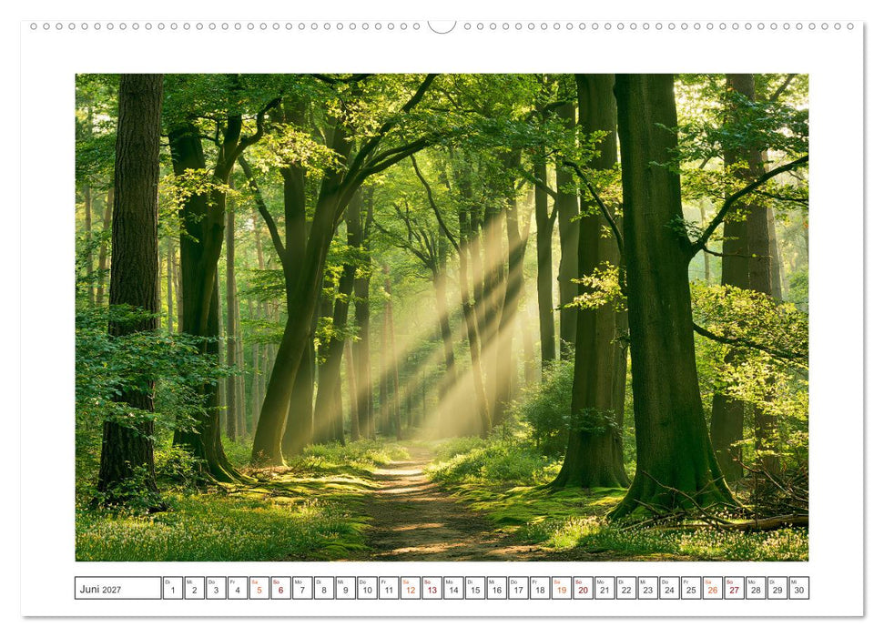 Lichterzauber im Wald (CALVENDO Premium Wandkalender 2027)