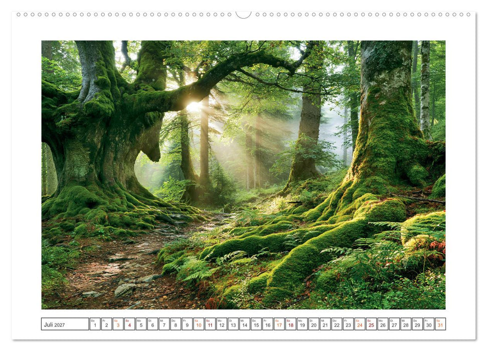 Lichterzauber im Wald (CALVENDO Premium Wandkalender 2027)