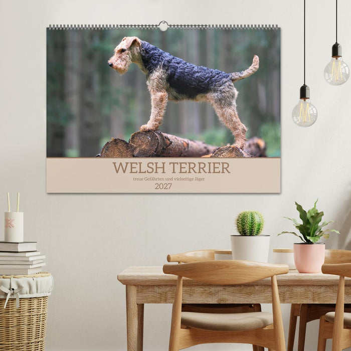 Welsh Terrier - treue Gefährten und vielseitige Jäger (CALVENDO Wandkalender 2027)