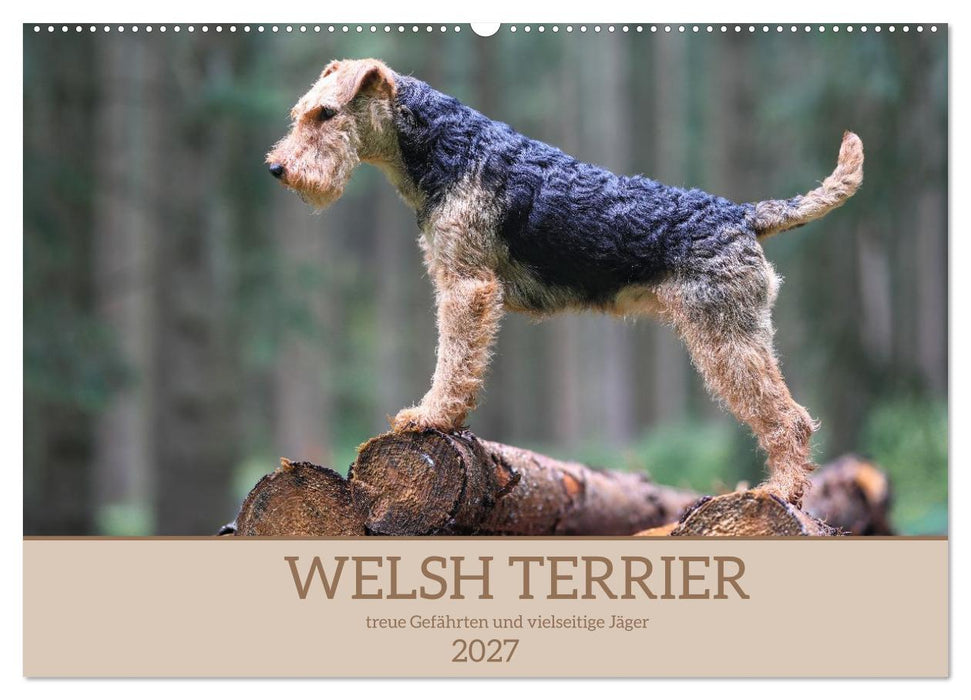 Welsh Terrier - treue Gefährten und vielseitige Jäger (CALVENDO Wandkalender 2027)
