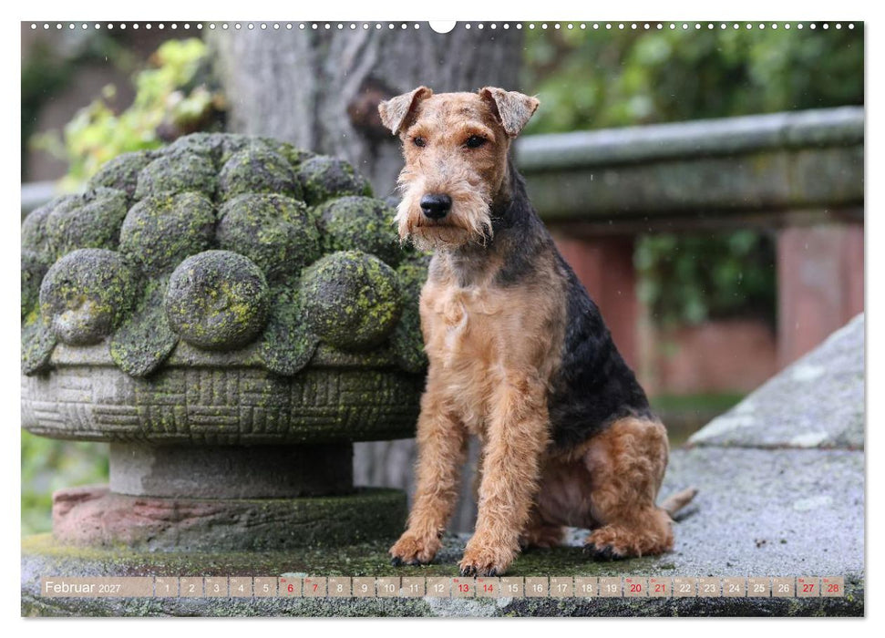 Welsh Terrier - treue Gefährten und vielseitige Jäger (CALVENDO Wandkalender 2027)