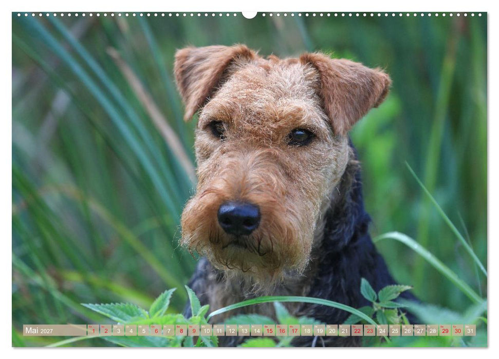 Welsh Terrier - treue Gefährten und vielseitige Jäger (CALVENDO Wandkalender 2027)