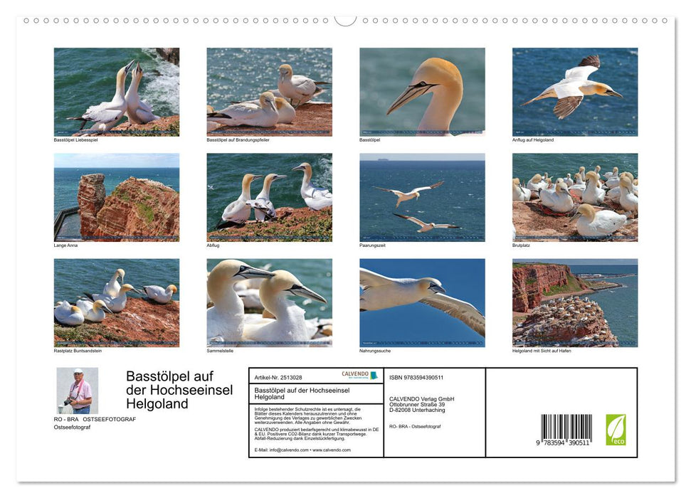 Basstölpel auf der Hochseeinsel Helgoland (CALVENDO Premium Wandkalender 2027)