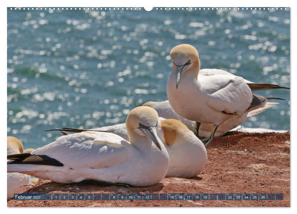 Basstölpel auf der Hochseeinsel Helgoland (CALVENDO Premium Wandkalender 2027)