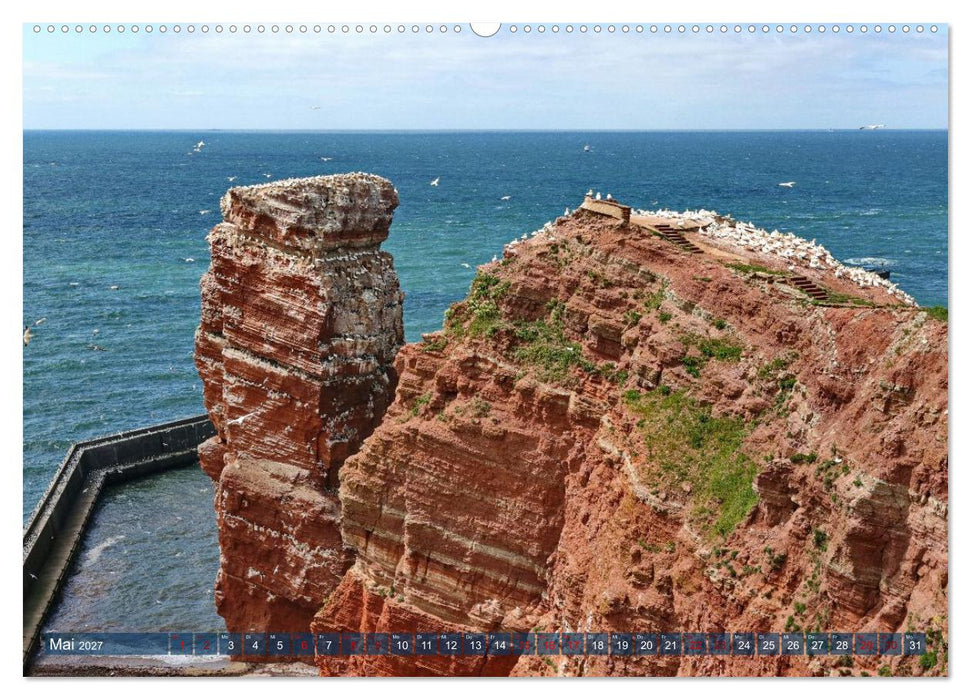 Basstölpel auf der Hochseeinsel Helgoland (CALVENDO Premium Wandkalender 2027)