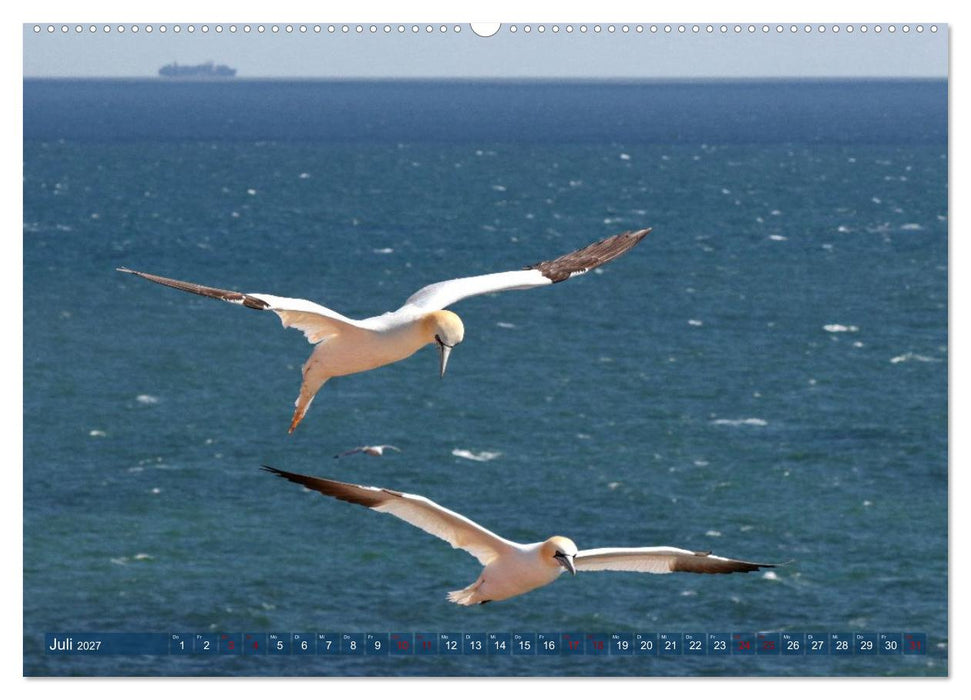 Basstölpel auf der Hochseeinsel Helgoland (CALVENDO Premium Wandkalender 2027)