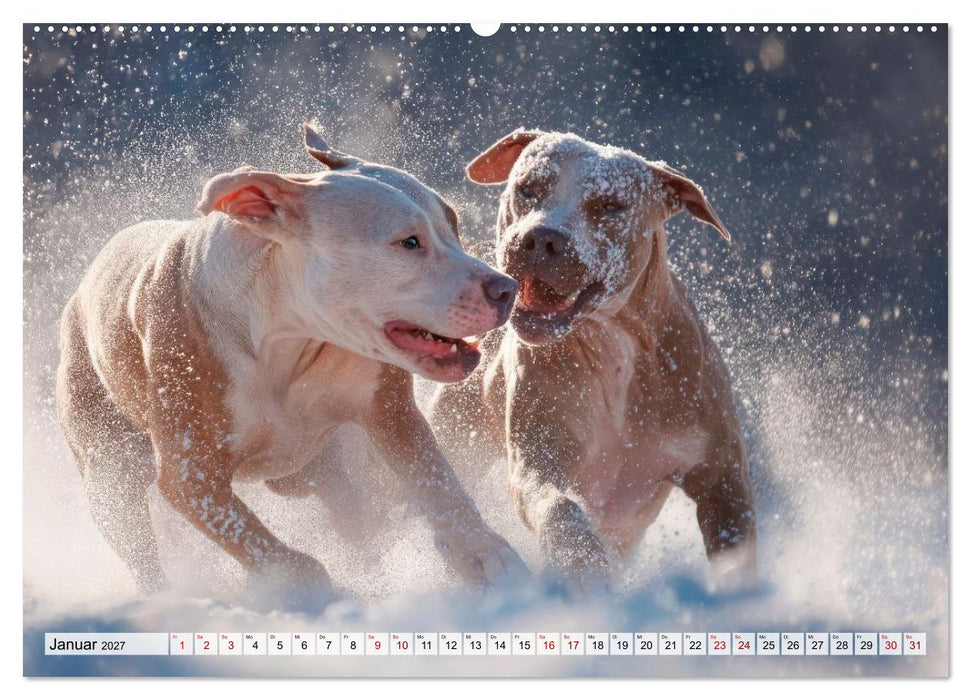 Pitbull - Energie auf vier Pfoten (CALVENDO Premium Wandkalender 2027)