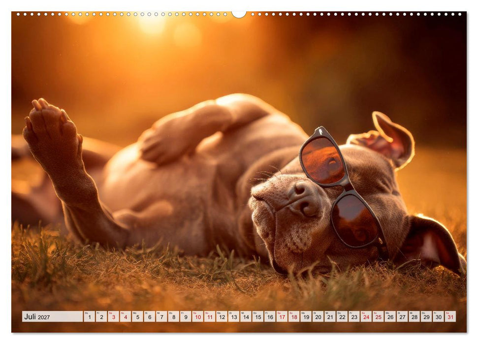 Pitbull - Energie auf vier Pfoten (CALVENDO Premium Wandkalender 2027)