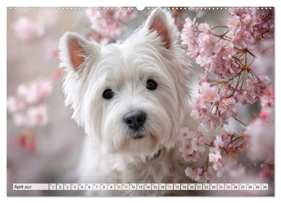 Westies zum Verlieben (CALVENDO Wandkalender 2027)