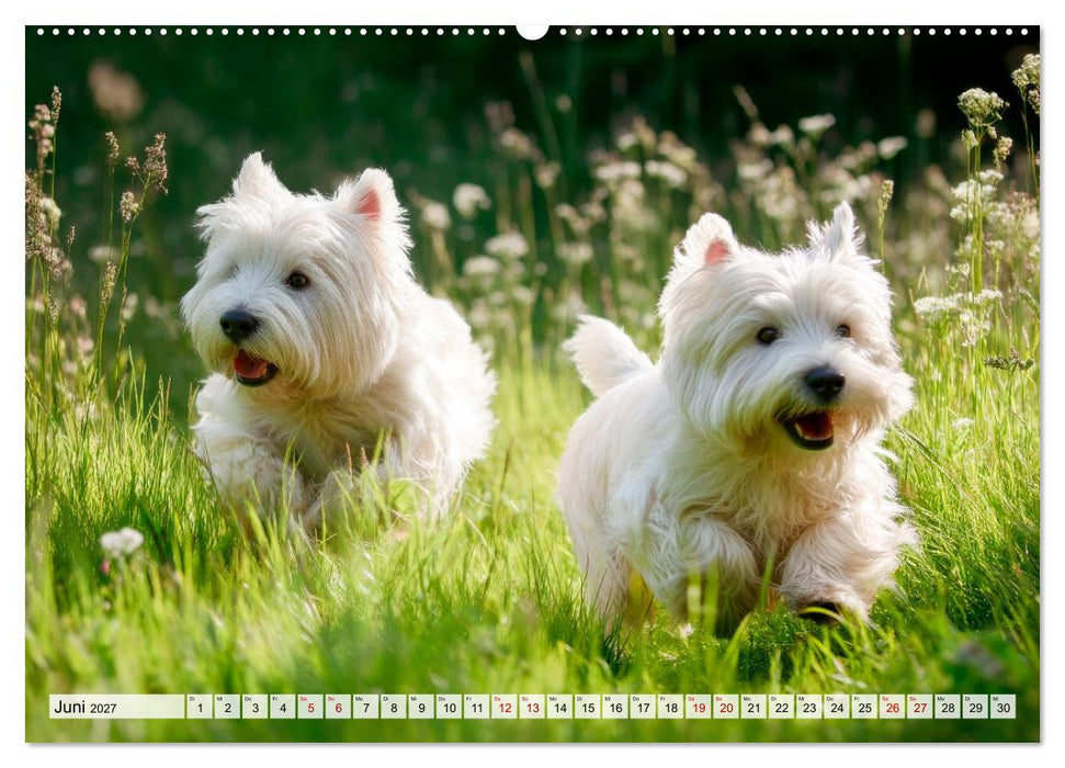 Westies zum Verlieben (CALVENDO Wandkalender 2027)