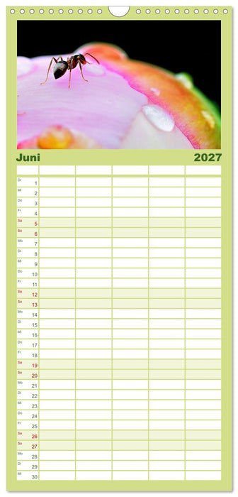 Zwischen Grashalm und Blüte (CALVENDO Familienplaner 2027)