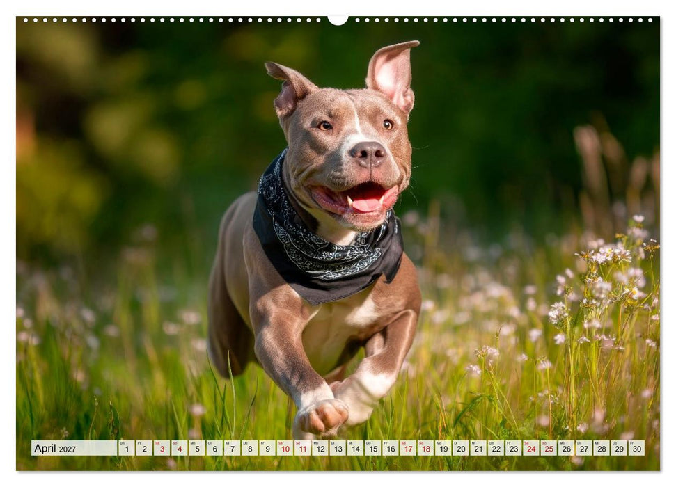 Pitbull - Energie auf vier Pfoten (CALVENDO Wandkalender 2027)