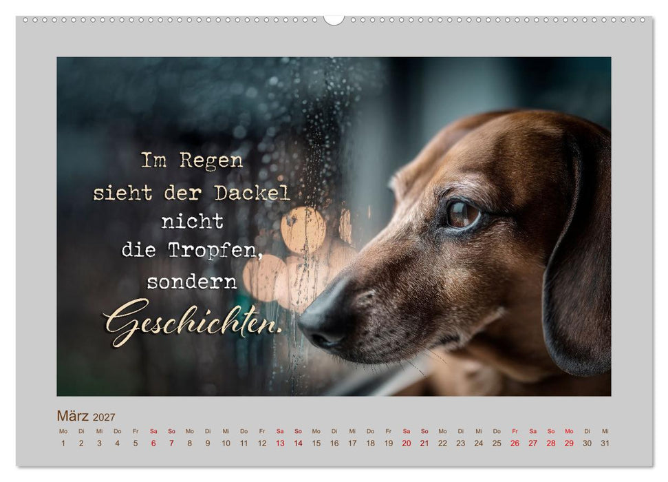 Dackelpoesie - Augenblicke voller Seele (CALVENDO Premium Wandkalender 2027)