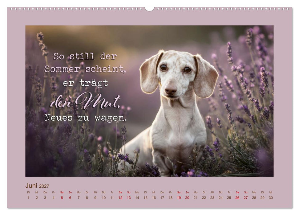 Dackelpoesie - Augenblicke voller Seele (CALVENDO Premium Wandkalender 2027)