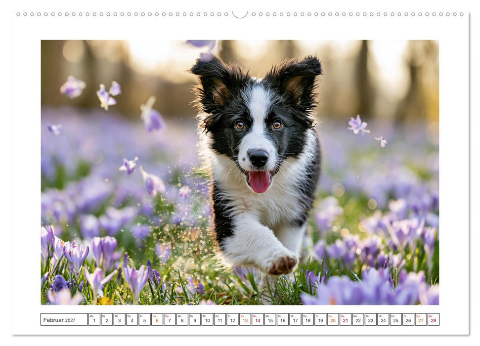 Herzklopfen auf vier Pfoden (CALVENDO Wandkalender 2027)