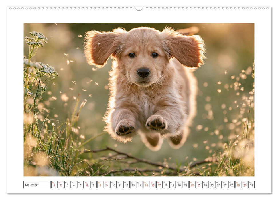 Herzklopfen auf vier Pfoden (CALVENDO Wandkalender 2027)