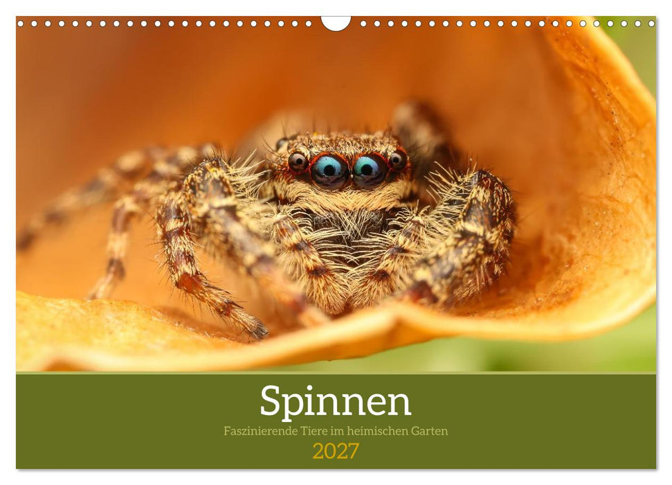 Spinnen - Faszinierende Tiere im heimischen Garten (CALVENDO Wandkalender 2027)