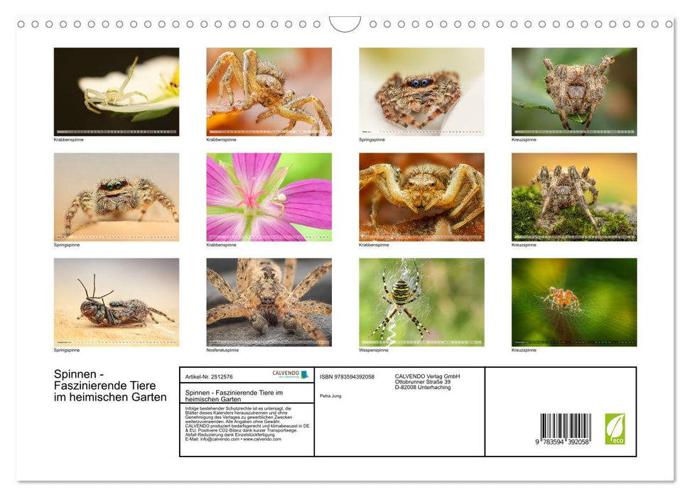 Spinnen - Faszinierende Tiere im heimischen Garten (CALVENDO Wandkalender 2027)